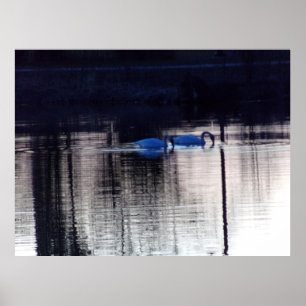 Póster Cisnes blancos en el Poster del atardecer