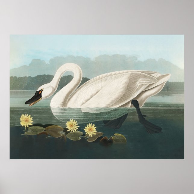 Póster cisnes de agua blanca de cisne audubon (Frente)