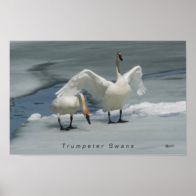 Póster Cisnes de Trumpeter en el norte de Michigan (Frente)