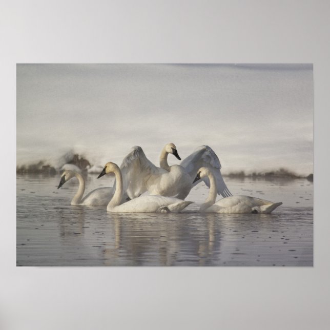 Póster Cisnes de Trumpeter en el río Madison en invierno (Frente)