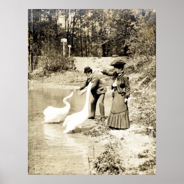 Póster Cisnes del siglo XIX en París (Frente)