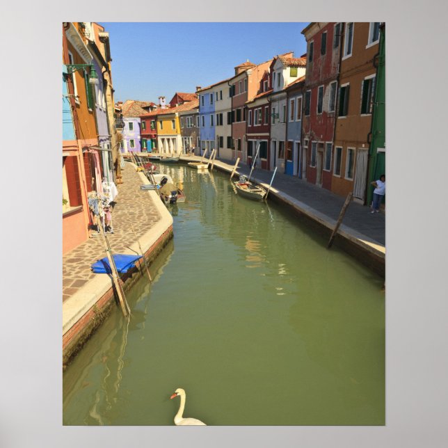 Póster Cisnes en canal, isla de Burano, Venecia, Italia (Frente)