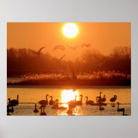 Cisnes en el lago Sunset