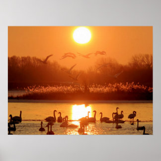 Póster Cisnes en el lago Sunset