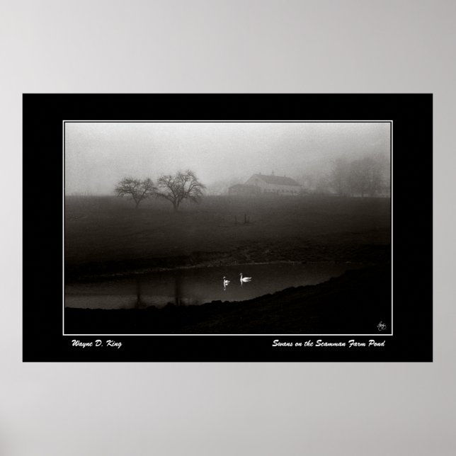 Póster Cisnes en el Poster de la granja Scamman Pond (Frente)
