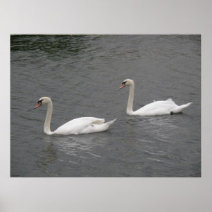 Póster Cisnes en el río Poster