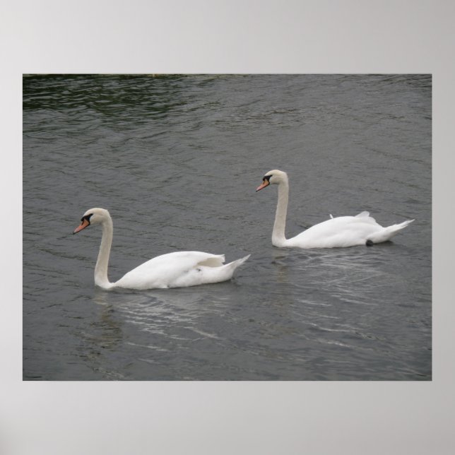 Póster Cisnes en el río Poster (Frente)