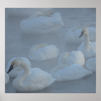 Póster Cisnes en niebla matutina (abundador de Cygnus)