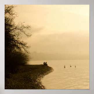 Póster Cisnes en un lago