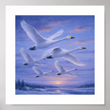 Cisnes Gritones en Cielo Invernal – Aves Silvestre