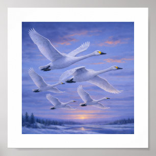 Póster Cisnes Gritones en Cielo Invernal – Aves Silvestre