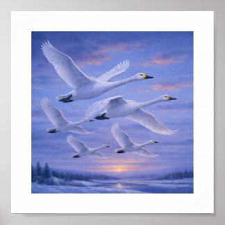 Póster Cisnes Gritones en Cielo Invernal – Aves Silvestre