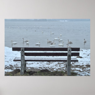 Póster Cisnes, lago y banco - poster