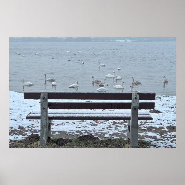 Póster Cisnes, lago y banco - poster (Frente)