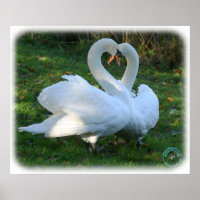 Cisnes mutas 9Y098D-012