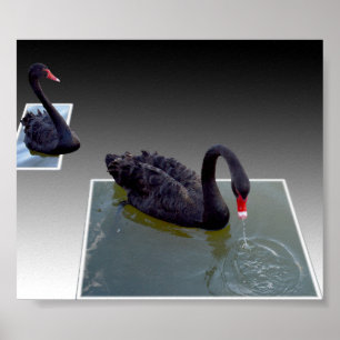 Póster Cisnes Negras Nadando En Estanques Dimensionales,