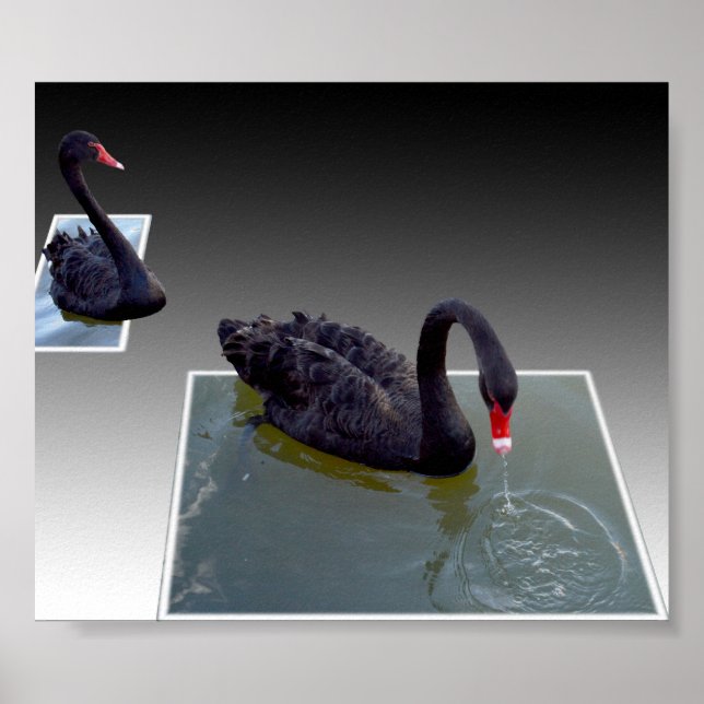 Póster Cisnes Negras Nadando En Estanques Dimensionales, (Frente)