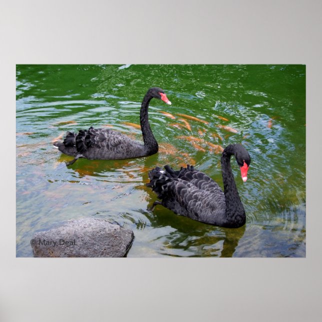Póster Cisnes Negros (Frente)