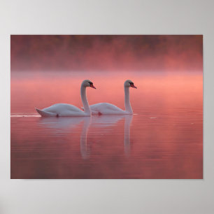 Póster Cisnes románticos en el lago rosa Amanecer brumoso