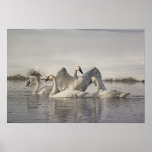 Póster Cisnes trompeteros en el río Madison en invierno