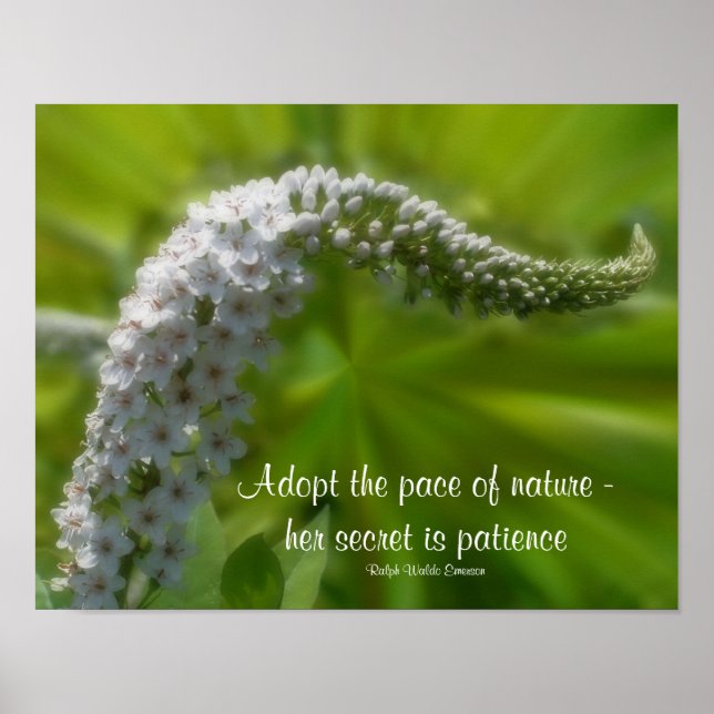 Póster Cita de paciencia Flor blanca Inspiradora (Frente)