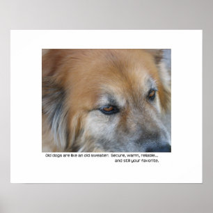 Póster Cita de perro viejo