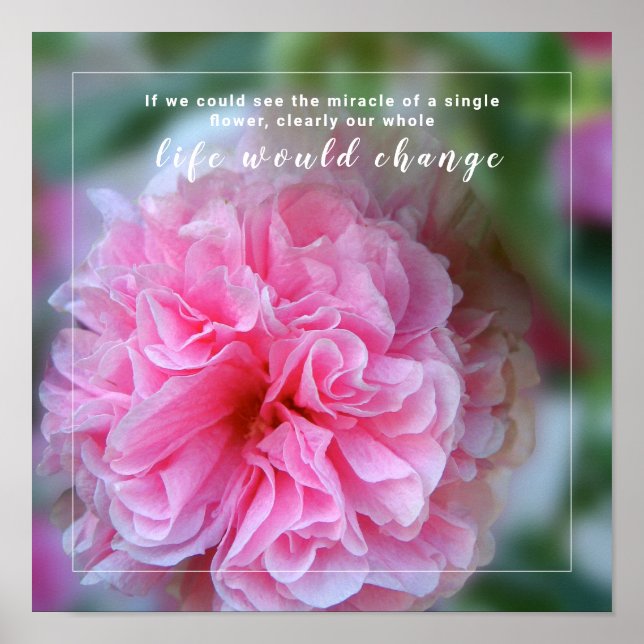 Póster Cita fotográfica de flor rosa de Hollyhock (Frente)