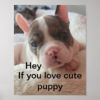 Cita graciosa de pitbull lindo