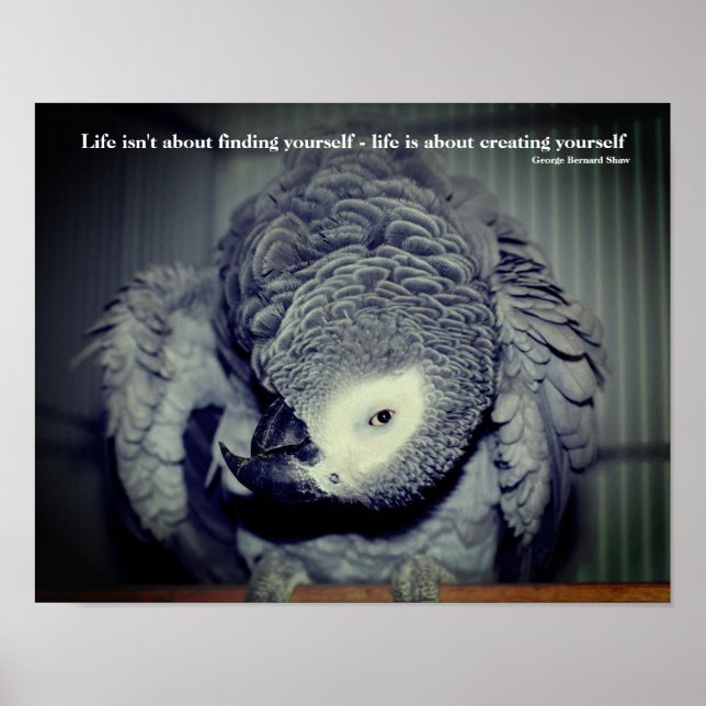 Póster Cita Inspiradora de Be You Cute Parrot (Frente)