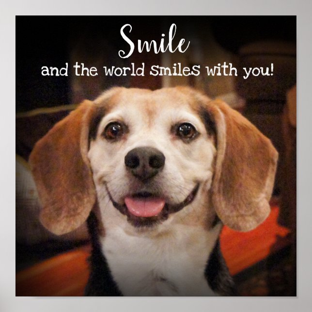 Póster Cita sonriente, foto sonriente de perro beagle (Frente)