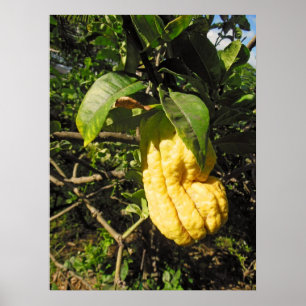 Póster Citrón de mano de Buda