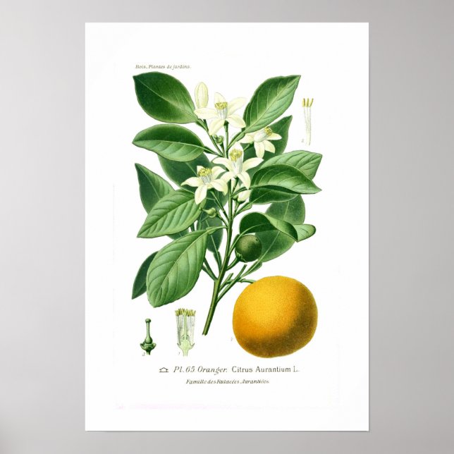 Póster Citrus auranticum (naranja de Sevilla) (Frente)