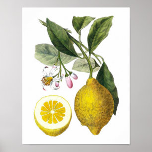 Póster Citrus Fruit Lemon Botanic No. 9 Wall Art