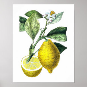 Póster Citrus Fruit Lemon Botanical Print no. 10 Wall Art