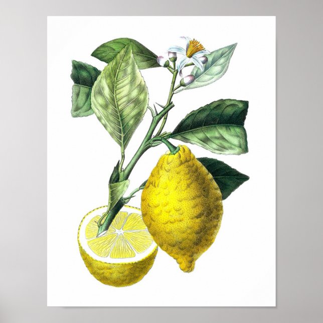 Póster Citrus Fruit Lemon Botanical Print no. 10 Wall Art (Frente)