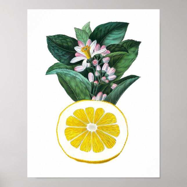 Póster Citrus Fruit Lemon Botanical Print no. 11 Wall Art (Frente)