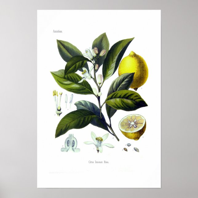 Póster Citrus limonum (limón) (Frente)
