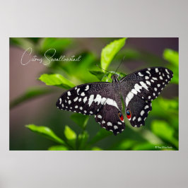Póster Citrus Swallowtail
