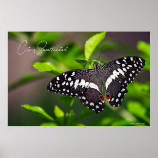 Póster Citrus Swallowtail