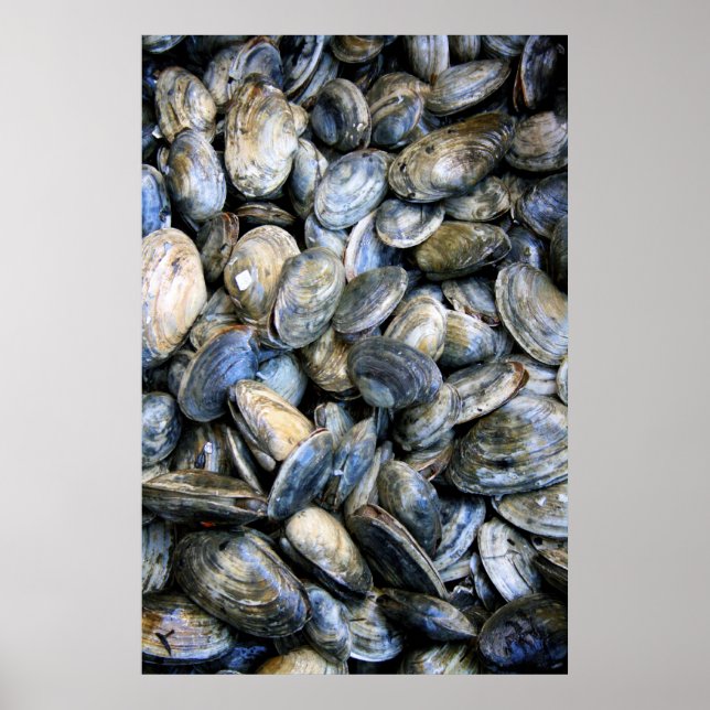Póster Clam Bake (Frente)