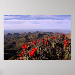 Póster Claret Cup Cacti - Big Bend