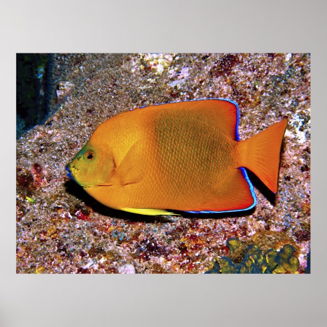 Póster Clarion Angelfish (Frente)