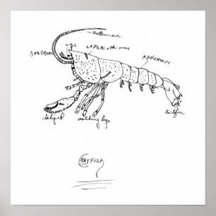 Póster clase 1925 de la anatomía de los cangrejos