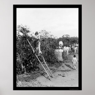 Póster Clases de café con bayas en Brasil 1911