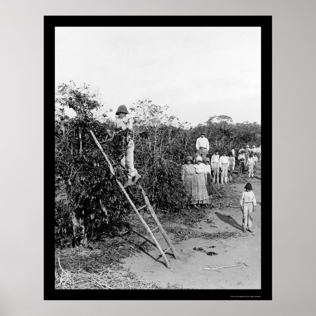 Póster Clases de café con bayas en Brasil 1911 (Frente)