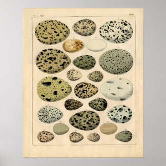 Póster Classic Zoological Etching - Bird Eggs