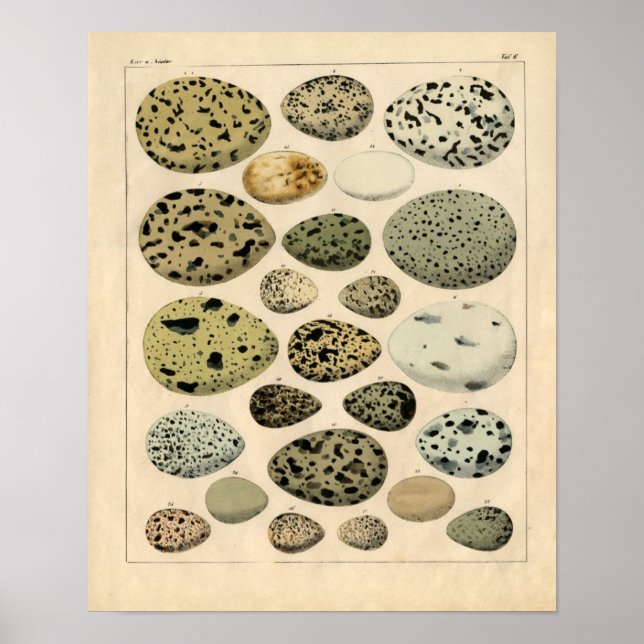 Póster Classic Zoological Etching - Bird Eggs (Frente)