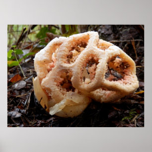 Póster Clathrus ruber Poster