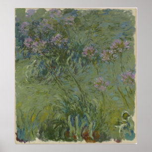 Póster Claude Monet - Agapanthus