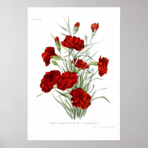Póster Clavel